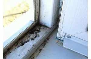 Periculoase mucegai negru în apartament sau casă, și cum să scape de ea