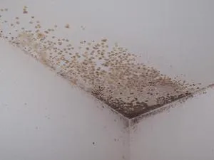 Periculoase mucegai negru în apartament sau casă, și cum să scape de ea