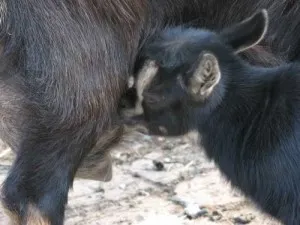 Ce să se hrănească o dietă capră și copil