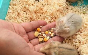 Dzhungarikov nu hranei pentru animale, și decât poate (nu pot) Dzhungarikov nu hranei pentru animale, și ceea ce poate fi