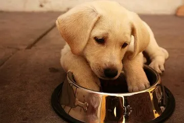 Ce la Feed Labrador (catelus 1, 2-3 luni), la domiciliu, de câte ori și modul în care produsele alimentare