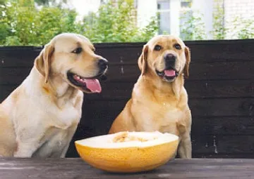 Ce la Feed Labrador (catelus 1, 2-3 luni), la domiciliu, de câte ori și modul în care produsele alimentare