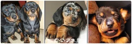 Ce pentru a hrăni un cățeluș Dachshund elementele de bază de nutriție adecvată (foto)