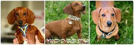 Ce pentru a hrăni un cățeluș Dachshund elementele de bază de nutriție adecvată (foto)