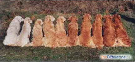 Care este diferența și Labrador Retriever