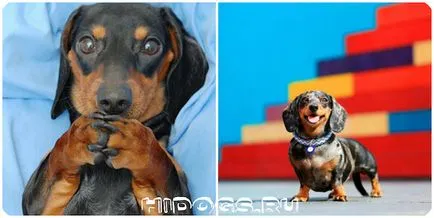 Ce pentru a hrăni un cățeluș Dachshund elementele de bază de nutriție adecvată (foto)