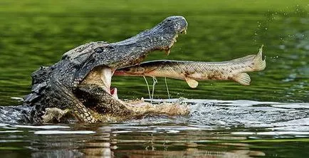 Crocodilii furaje