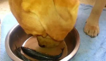 Ce să se hrănească un catelus Labrador, Labrador Retriever alimente, fotografie