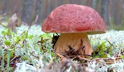Alimentarea pe ciuperci - știu totul! (Fungi) Alimentarea pe ciuperci - știu totul!