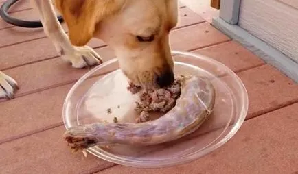 Ce să se hrănească un catelus Labrador, Labrador Retriever alimente, fotografie