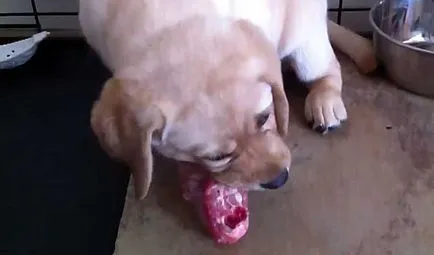 Ce să se hrănească un catelus Labrador, Labrador Retriever alimente, fotografie