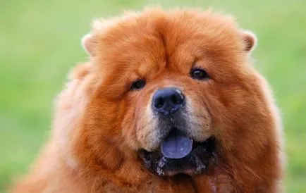 Chow Chow fotografie