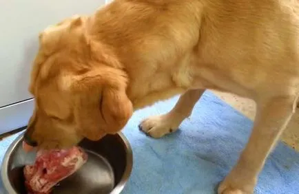 Ce să se hrănească un catelus Labrador, Labrador Retriever alimente, fotografie