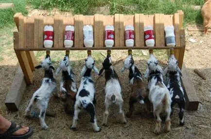 Tabelul de copii de alimentare și de capră hrana pentru animale (furaje) Ce să se hrănească un flux de masă de capră și copii
