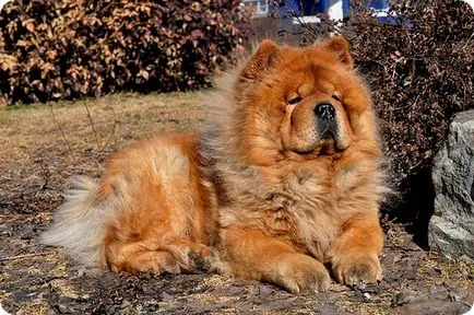 fotografii Chow Chow