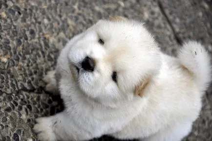 Chow Chow fotografie