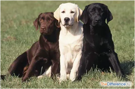 Care este diferența și Labrador Retriever