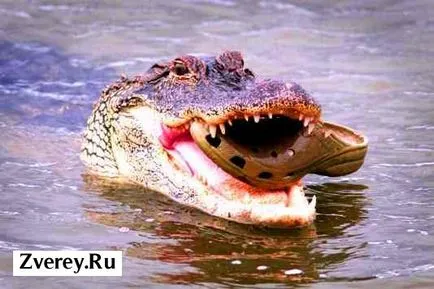 Crocodilii de alimentare și care pot fi prada