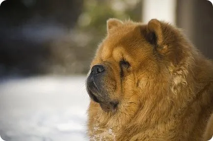 fotografii Chow Chow