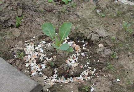 Varza de alimentare după transplantare în sol îngrășăminte eficiente, clipuri video și fotografii