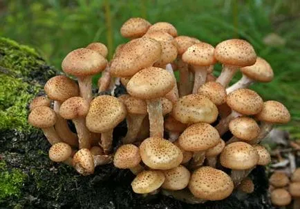 Furajul ciuperci