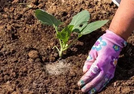 Mai bine pentru a fertiliza sredastva varză și datele de fertilizare, grădinar