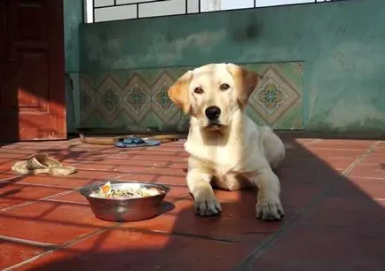 Ce să se hrănească un catelus Labrador, Labrador Retriever alimente, fotografie