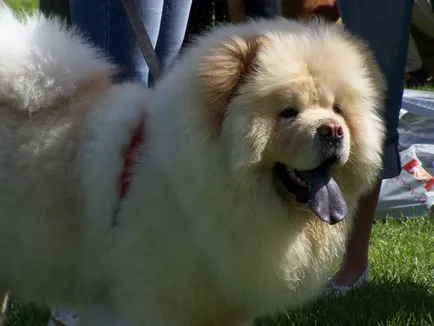 Chow Chow fotografie