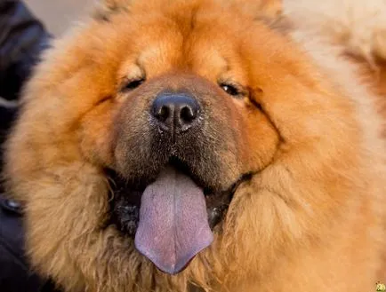 Chow Chow fotografie