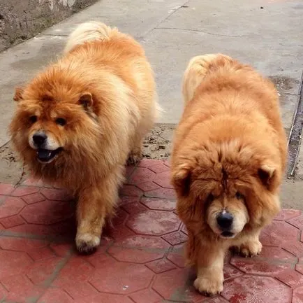 Chow Chow fotografie
