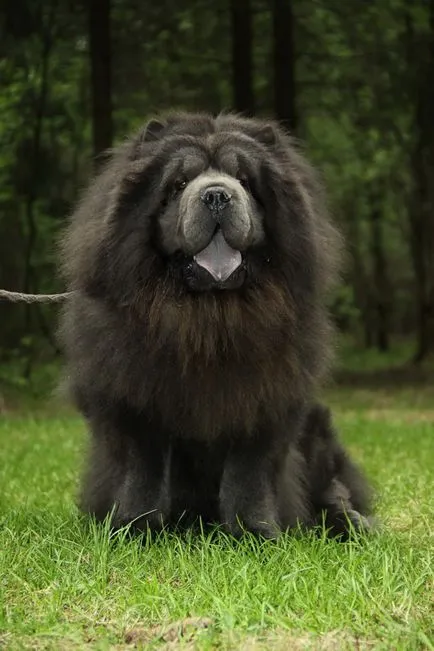 Chow Chow fotografie