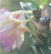 Ce se poate face pentru orhidee flori, flori de orhidee, cultivare și întreținere, fotografia și numele