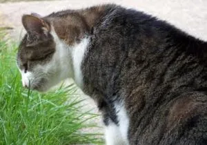 Ce se poate face în cazul în care pisica bolnav