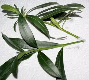 Cititi mai multe despre îngrijirea Oleander în casă și de a afla dacă să păstreze otrăvitoare (de îngrijire) poate fi Cititi mai multe despre îngrijirea Oleander în casă și a vedea dacă puteți păstra otrava