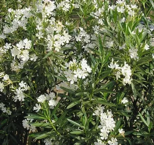 Cititi mai multe despre îngrijirea Oleander în casă și a vedea dacă puteți păstra otrava (leandri la domiciliu) Cititi mai multe despre îngrijirea Oleander în casă și a vedea dacă puteți păstra otrava