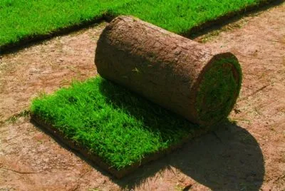 Zilele să înmugurească după semănat iarba de gazon (gazon) Zilele să înmugurească după semănat iarba de gazon