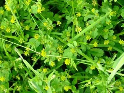 Câte zile crește iarba de gazon după plantare (zile) Zilele să înmugurească după semănat iarba de gazon