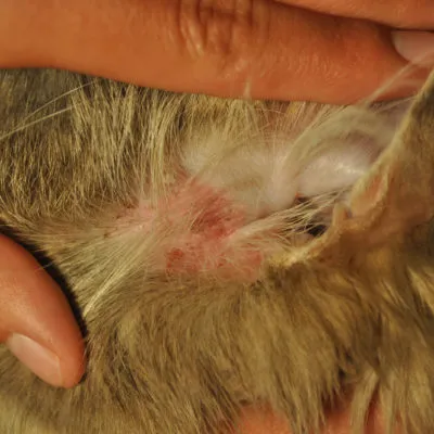 Ce pisica zgârierea cauzele si tratamentul urechilor, 6 fotografii, materiale video (carduri) Care sunt cauzele urechi de pisică scormonind și tratament, 6 foto, video