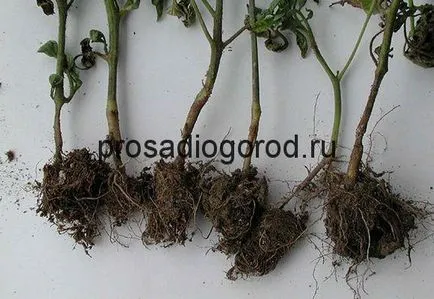 La înnegrire în măsurile de control de tomate răsad și tratarea bolilor, video și fotografii (tratament) La înnegrire în măsuri de control de tomate răsad și tratamentul bolii, clipuri video și fotografii
