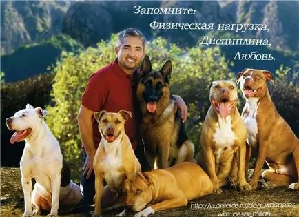 Ce se întâmplă dacă câinele scapă motiv (câine) Ce se întâmplă dacă câinele scapă motive