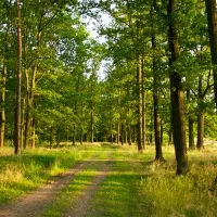 Ce să nu faci în pădure