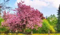 Ce trebuie să fie cuceritorul Polul Nord (obligatoriu) Ce trebuie să fie cuceritorul Polul Nord