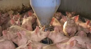 Ce mănâncă de porc și o tehnologie și sistemul său de alimentare