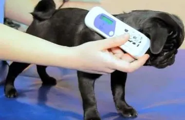 Ce este un câine ciobire și de ce aveți nevoie de cip