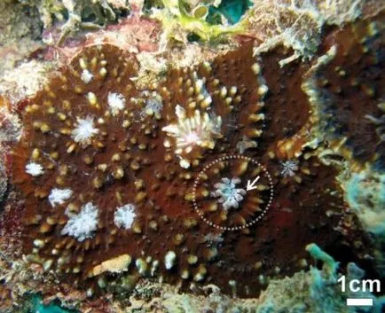 Care sunt recife de corali (9 poze) (Reef Alliance CORAL) Care sunt recife de corali (9 poze)