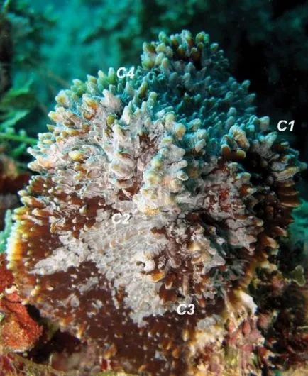 Care sunt recife de corali (9 poze) (Reef Alliance CORAL) Care sunt recife de corali (9 poze)