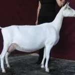 Cât de mult lapte dă randamentul mediu de lapte de capră pe zi