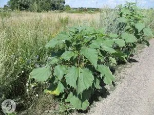 cyclachaena durnishnikolistnaya