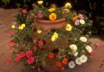 Flori pentru vase - selectarea și plantarea plantelor de grădină mobile (selecție) Flori pentru vase - selecția și plantarea de plante de grădină mobile