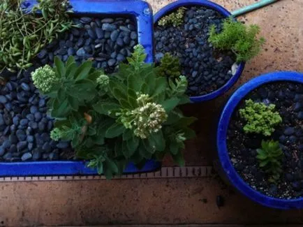 Flori pentru vase - selectarea și plantarea plantelor de grădină mobile (vaze) Flori pentru vase - selecția și plantarea de plante de grădină mobile